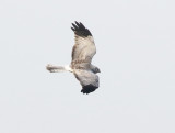 Hen Harrier