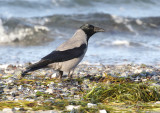 Hooded Crow