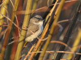 Central Asian Lesser Whitethroat