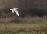 Glaucous Gull