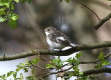 Birds in The Netherlands