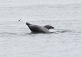 Black Sea Bottlenose Dolphin