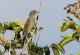Small-headed Elaenia