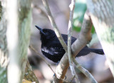 Mato Grosso Antbird