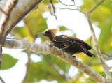 Pale-crested Woodpecker