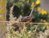 Dartford Warbler