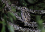 Striped Owl