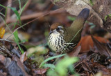 Cryptic Antthrush