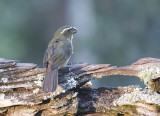 Thick-billed Saltator