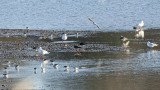 Lapwings and friends