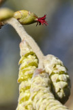 Hazel catkins and flowers