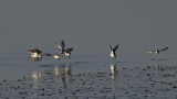 Dunlin and Redshank