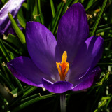 Crocus