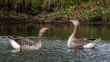 Greylag geese