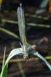 Banded demoiselle F