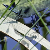 Banded demoiselle M