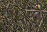Stork-billed Kingfisher - GS1A8781.jpg