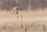 Short-eared Owl (Jorduggla) Asio flammeus - P3020116.jpg