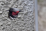 Wallcreeper ( Tichodroma muraria ) Murkrypare - GS1A6883.jpg