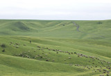 Tarebana with sheep herds - GS1A7346.jpg