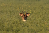 Fallow Deer ( Dovhjort ) Dama dama -P6090019.jpg