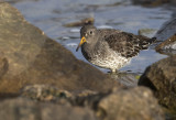 Purple Sandpiper ( Skrsnppa ) Calidris maritima - 1140573.jpg