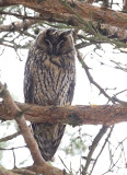 Long-eared Owl ( Hornuggla ) Asio otus - 1100039.jpg
