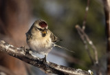 Arctic Redpoll ( Snsiska ) Acanthis (flammea) hornemanni exilipes - IMG_0887i.jpg