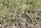 Citrine Wagtail ( Citronrla ) Motacilla citreola - 6040675.jpg