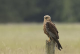 Marsh Harrier ( Brun krrhk ) Circus aeruginosus - 6210030.jpg