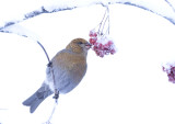 Pine Grosbeak ( Tallbit ) Pinicola enucleator - C091129.jpg