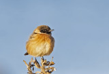 Stonechat ( Svarthakad buskskvtta ) Saxicola rubicola - C270133.jpg