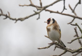 European Goldfinch ( Steglits ) Carduelis carduelis - 1050483.jpg