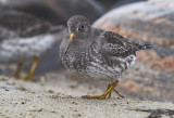 Purple Sandpiper ( Skrsnppa ) Calidris maritima - 1260120.jpg