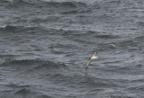 Scopolis Shearwater ( Scopolilira ) Calonectris diomedea - P9142289.jpg