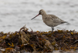 Bar-tailed Godwit ( Myrspov ) Limosa lapponica - P9280538.jpg