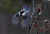 Willow Tit ( Talltita ) Poecile montanus borealis - PA140826.jpg