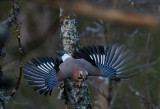 Eurasian Jay ( Ntskrika ) Garrulus glandarius - PA141577.jpg