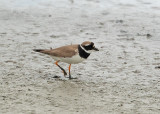 Common Ringed Plover