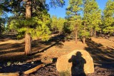 Sunlight through Ponderosa Pine trees