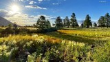 Bright summer morning