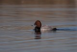 Tafelente | Common Pochard | Aythya ferina