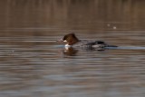Gänsesäger | Common Merganser | Mergus merganser