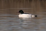 Gänsesäger | Common Merganser | Mergus merganser