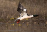 Gänsesäger | Common Merganser | Mergus merganser
