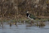 Kiebitz | Northern Lapwing | Vanellus vanellus