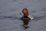 Tafelente | Common Pochard | Aythya ferina
