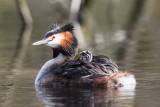 Haubentaucher | Great Crested Grebe | Podiceps cristatus