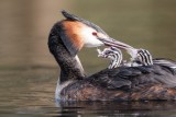 Haubentaucher | Great Crested Grebe | Podiceps cristatus