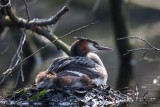 Haubentaucher | Great Crested Grebe | Podiceps cristatus
